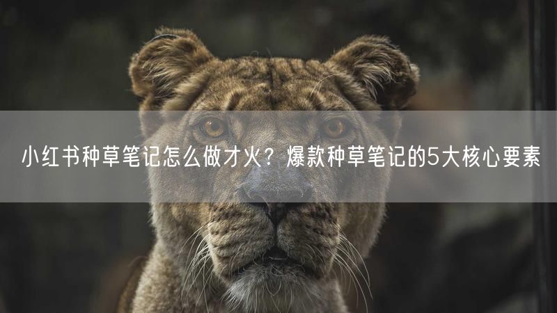 小红书种草笔记怎么做才火？爆款种草笔记的5大核心要素